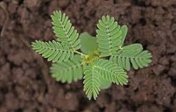 Acacia