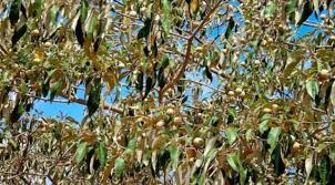 Croton