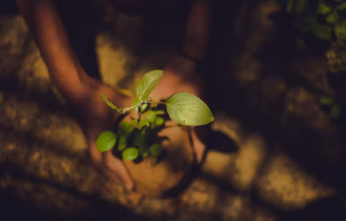 Tree Planting