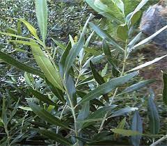 African Olive