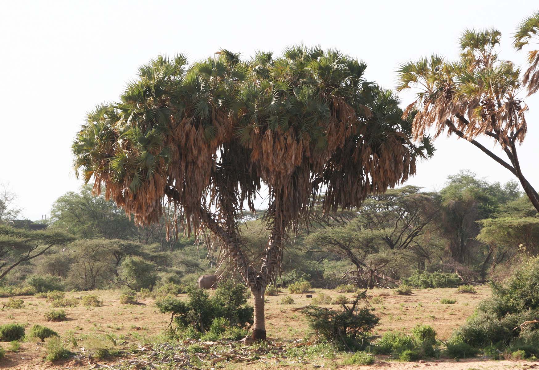 Thika Palm